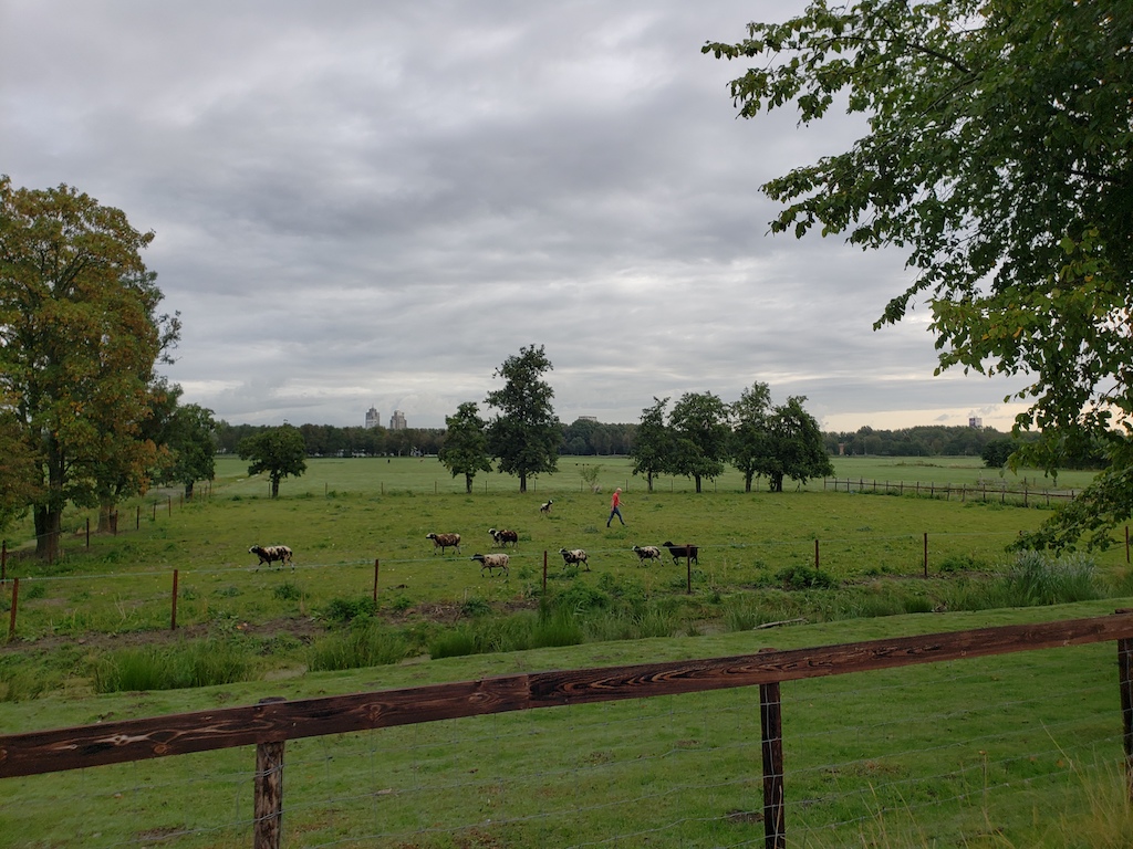 Biking from Amsterdam to Gouda in the Netherlands.