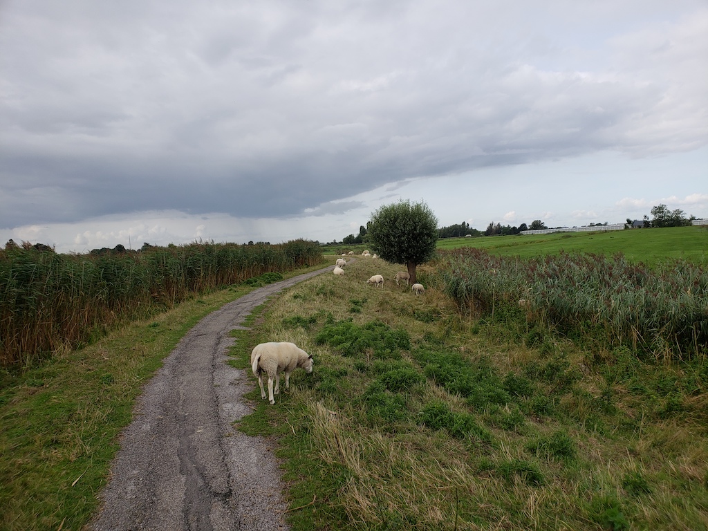 Biking from Amsterdam to Gouda in the Netherlands.