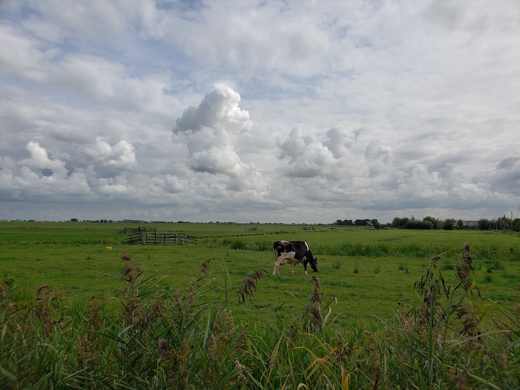 Cow while biking from Amsterdam to Gouda in the Netherlands.