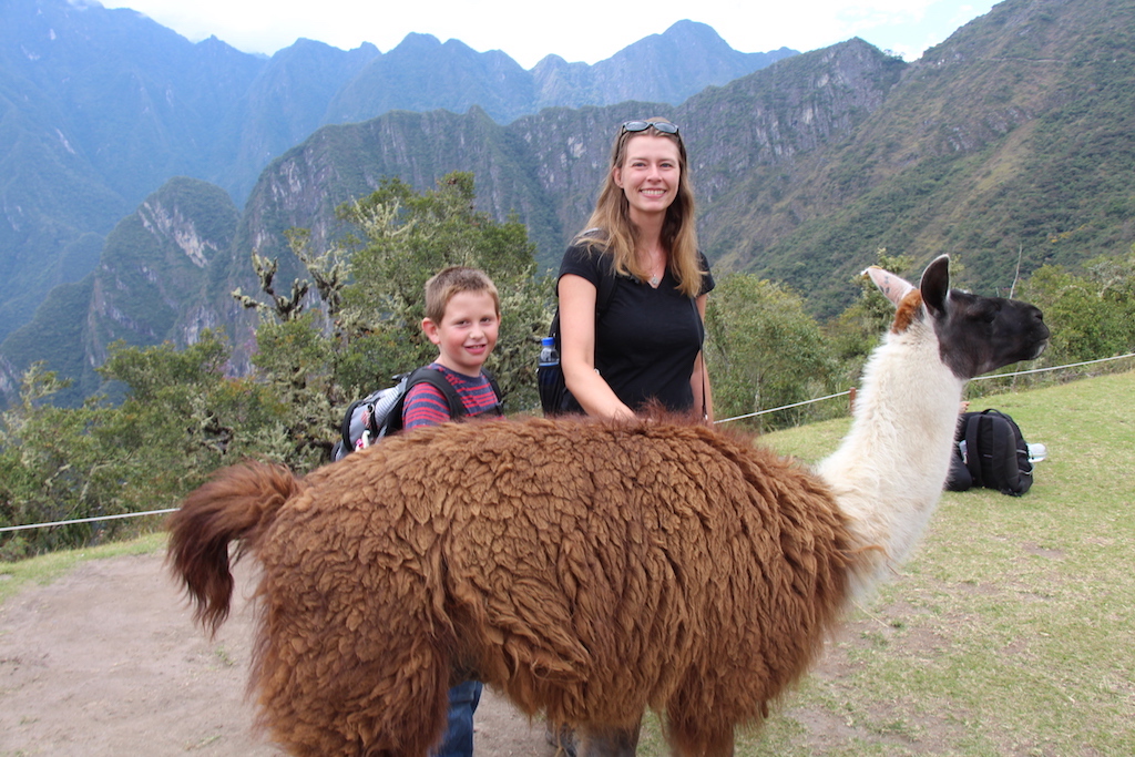 A llama that lives at Machu Picchu in Peru.