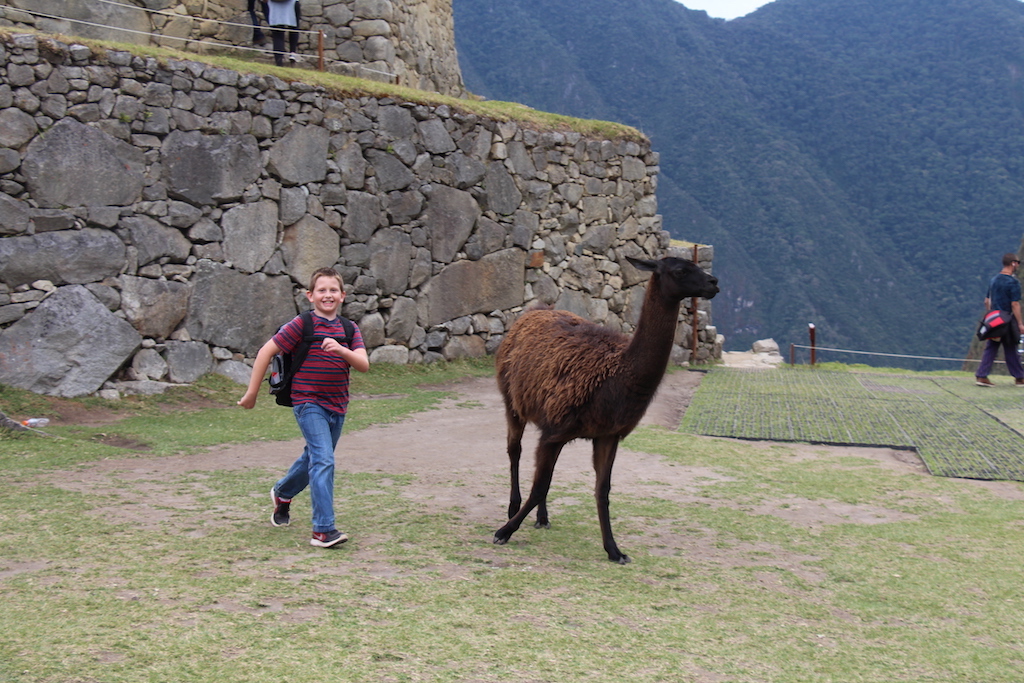 Playing with the llamas at Machu Picchu in Peru.