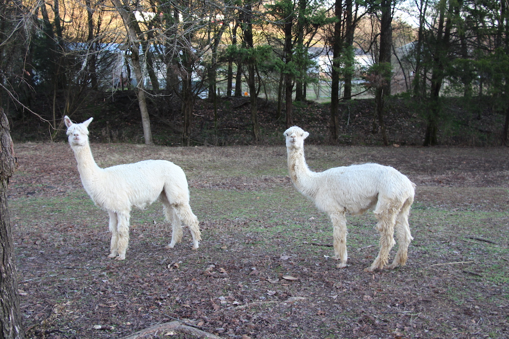 Two alpacas