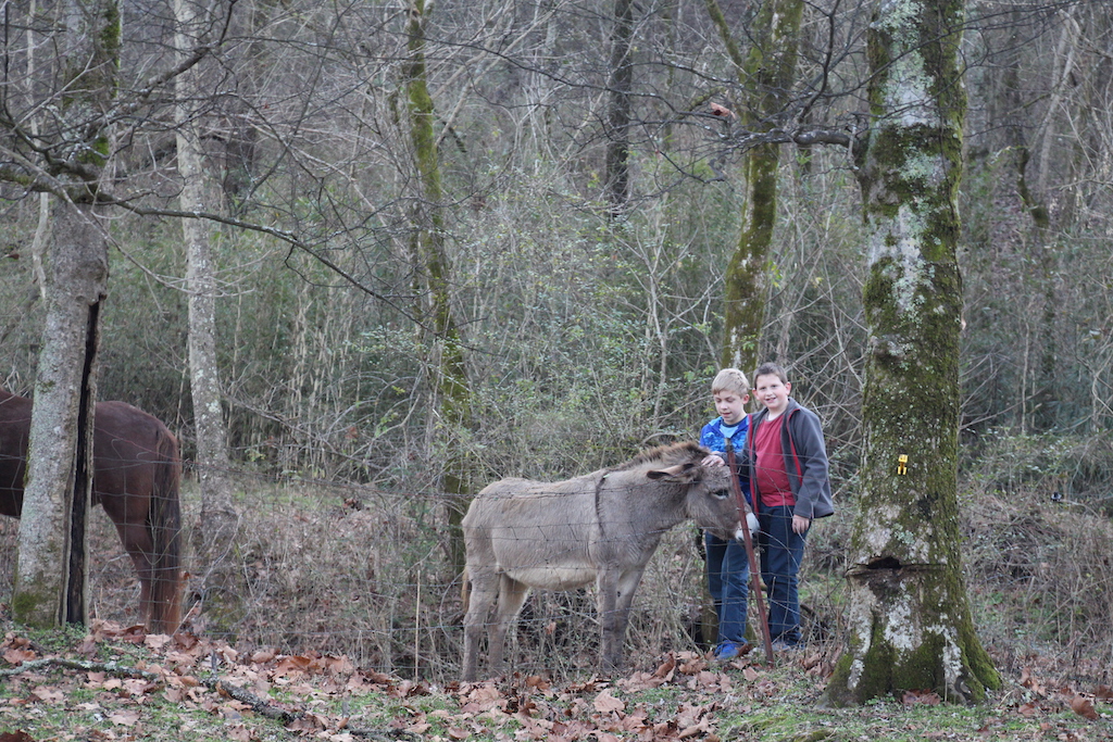 Petting the donkey in