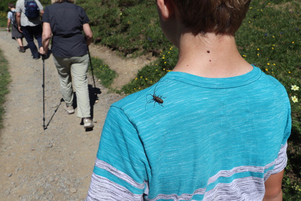 Insect on boy's shoulder while hiking the Panoramaweg from from Männlichen to Kleine Scheidegg in the Jungfrau Region of Switzerland.