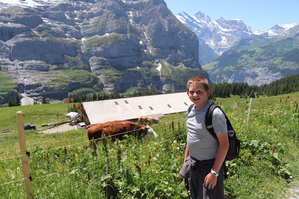Boy and cows while hiking from Kleine Scheidegg to Wengernalp in the Jungfrau Region of Switzerland.