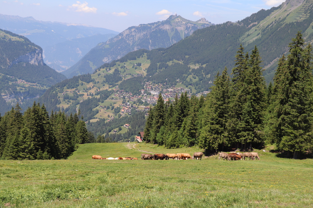 Cows while hiking from Wengernalp to Wengen in the Jungfrau Region of Switzerland.