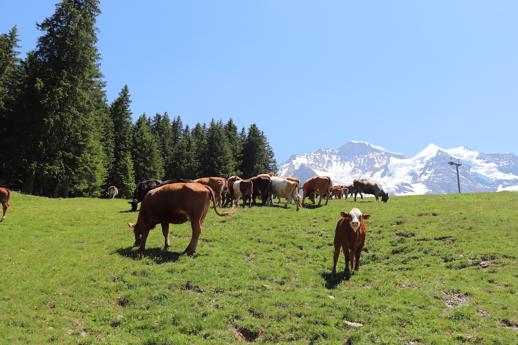 Cows while hiking from Wengernalp Wengen in the Jungfrau Region of Switzerland.