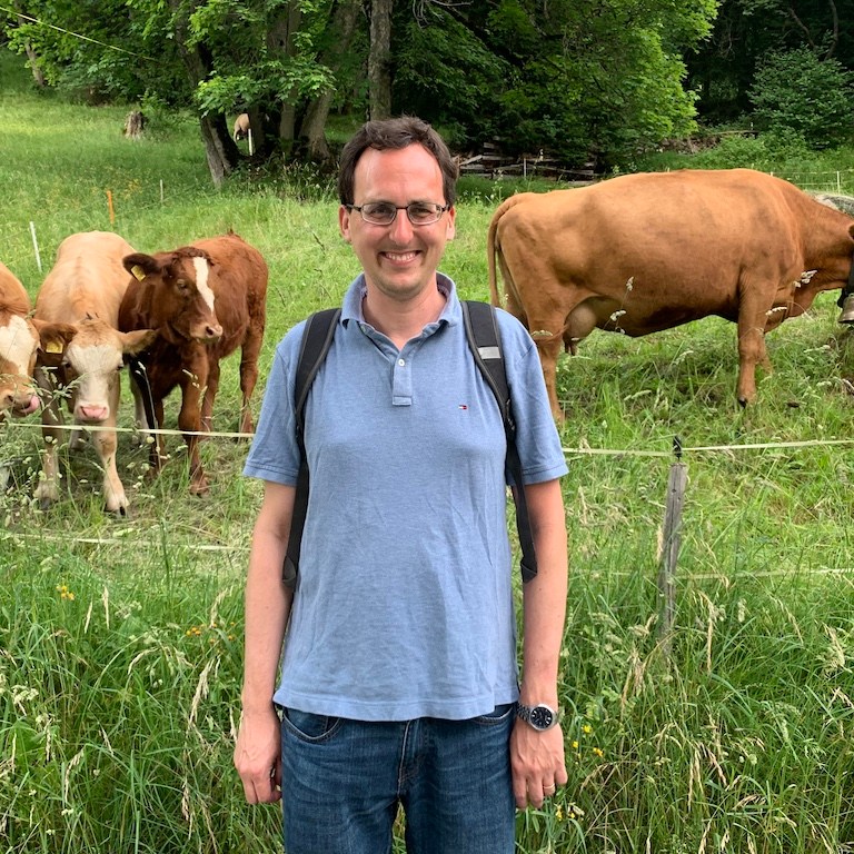 Cows in the Jungfrau Region of Switzerland