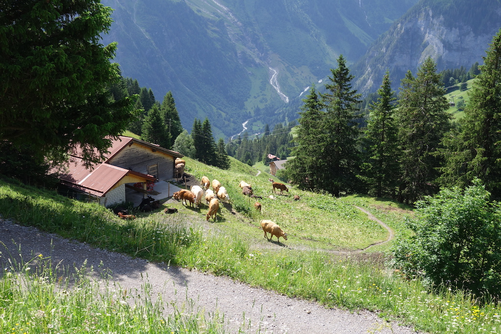 Hiking the North Face Trail in the Jungfrau Region of Switzerland.