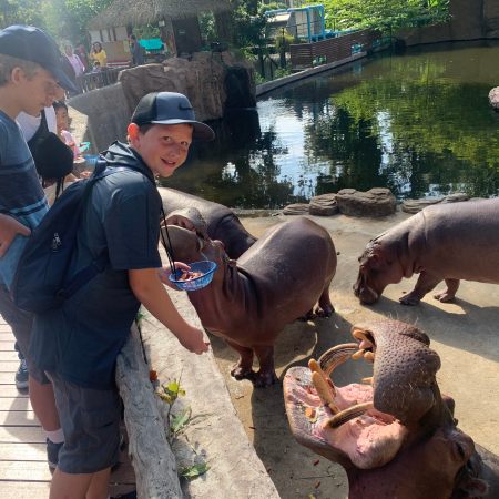 Feeding the hippos at the Chiang Mai Zoo in Thailand.