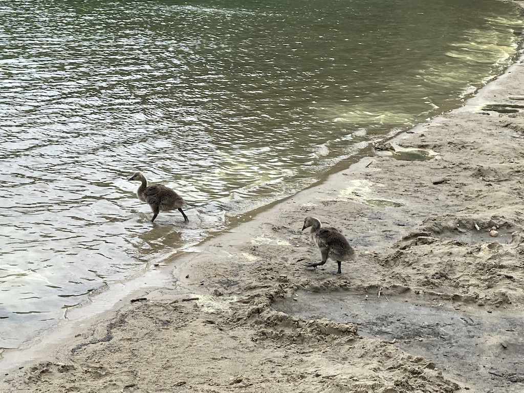 202006_WaldenPond_21