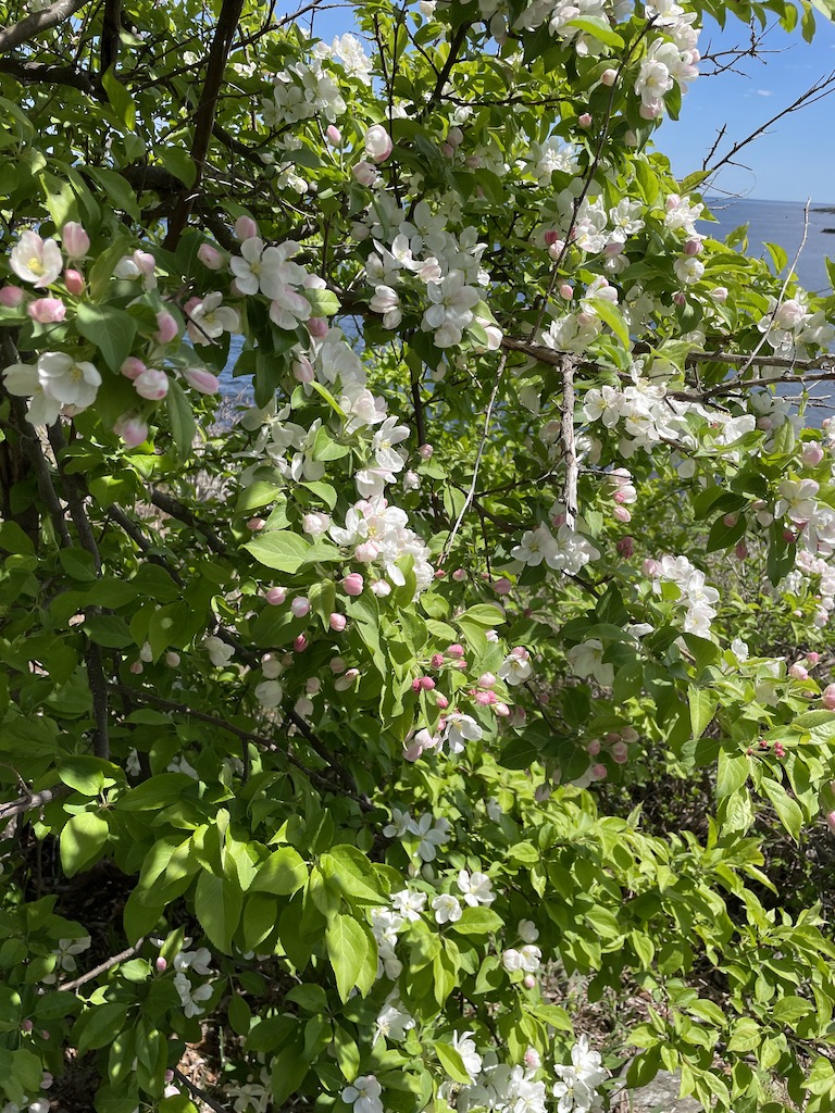 Flowers along the Coastal Walk in Ogunquit, Maine.