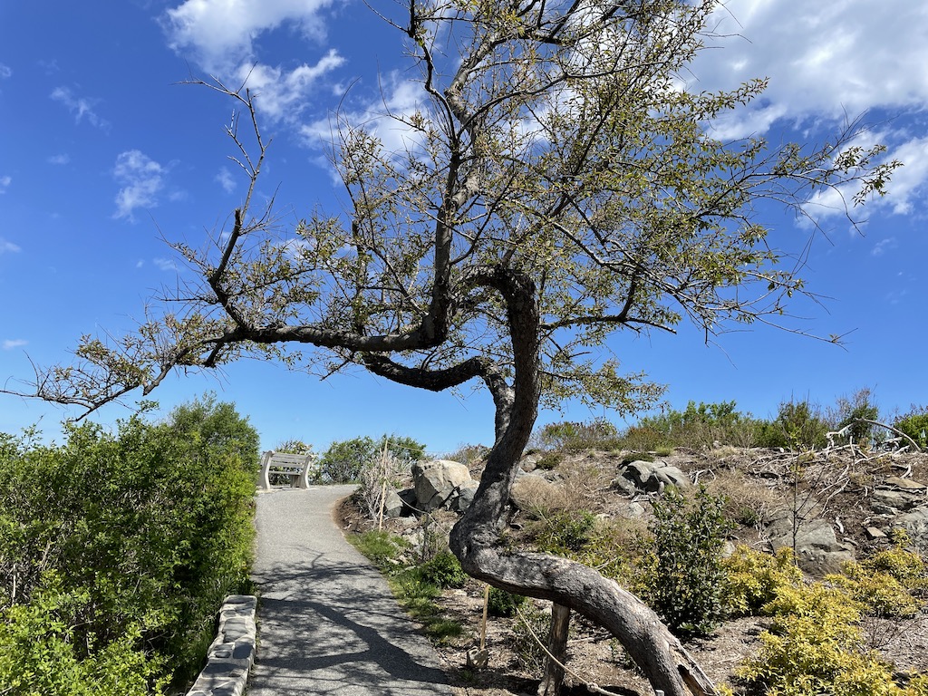Tree along the Coastal Walk in Ogunquit, Maine.