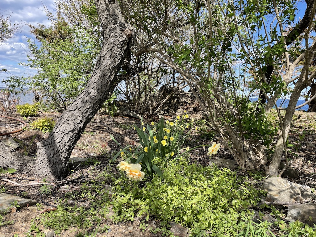 Flowers along the Coastal Walk in Ogunquit, Maine.