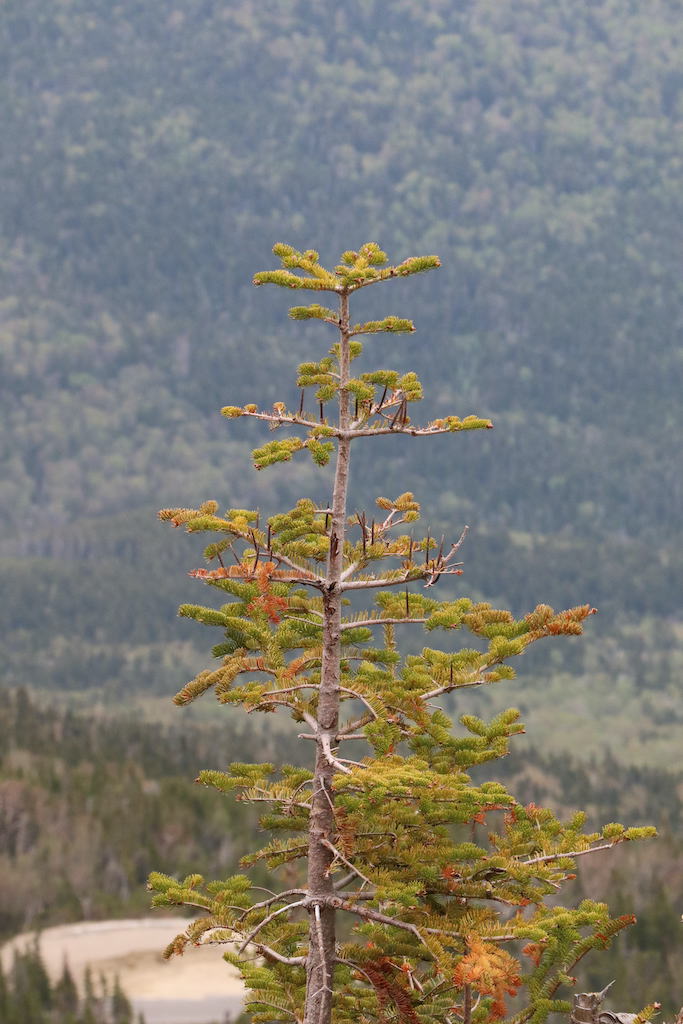 Tree at Mount Washington State Park in New Hampshire.