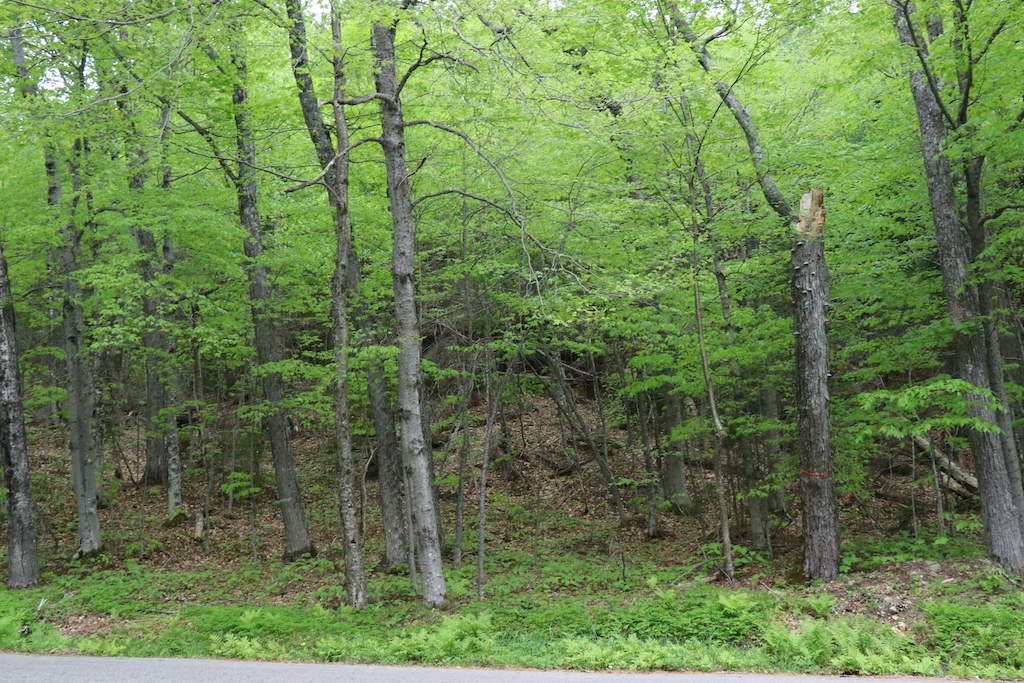 Trees at Mount Washington State Park in New Hampshire.