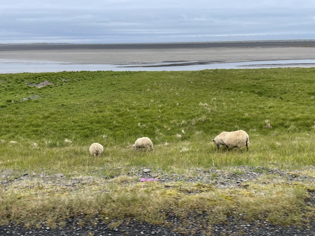 Sheep while driving from Vík to Seyðisfjörður in Iceland.