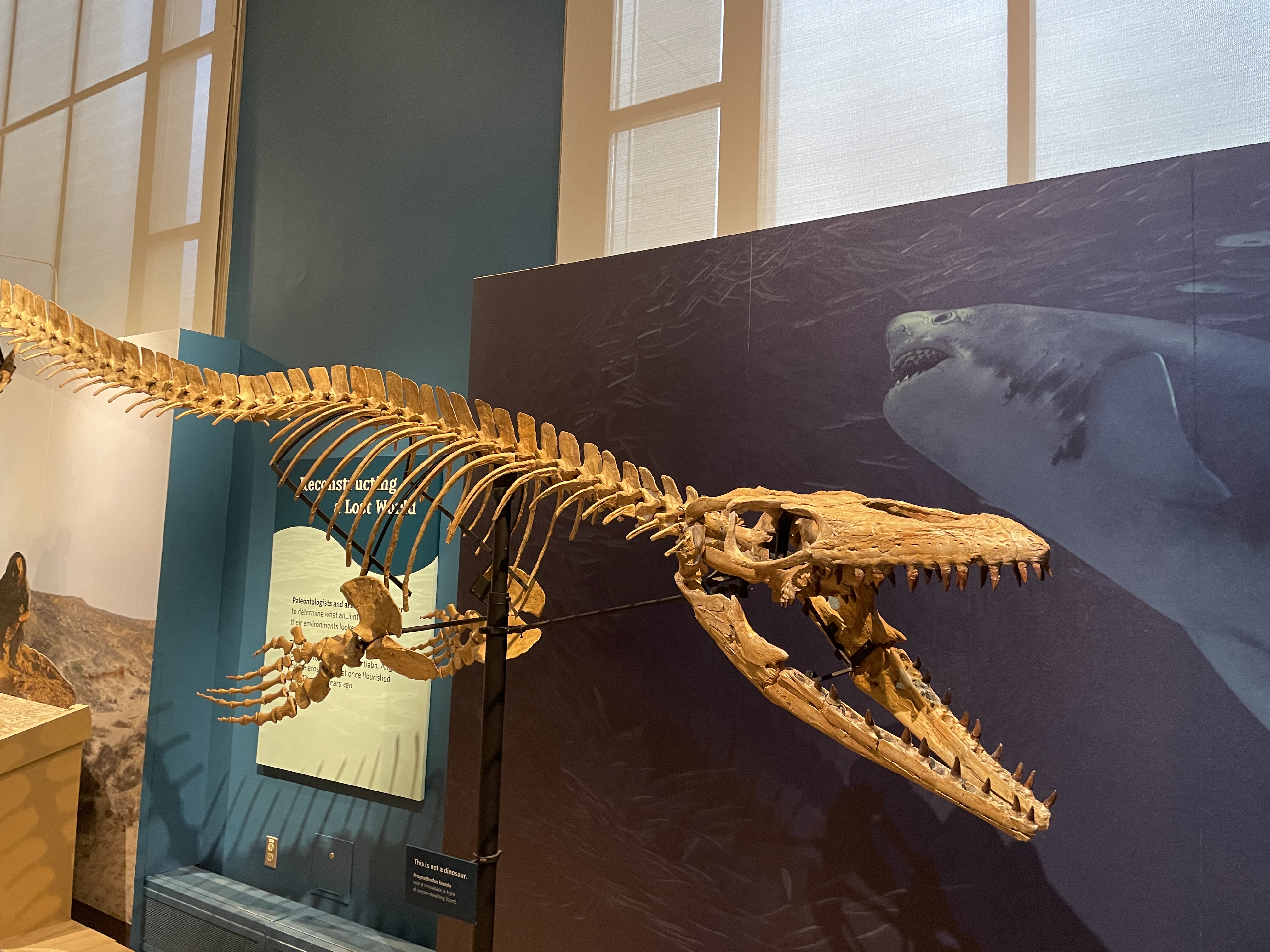 Skeleton Exhibit in the Natural History Museum in Washington, D.C.