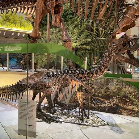 Dinosaur in the Smithsonian National Museum of Natural History in Washington, D.C.