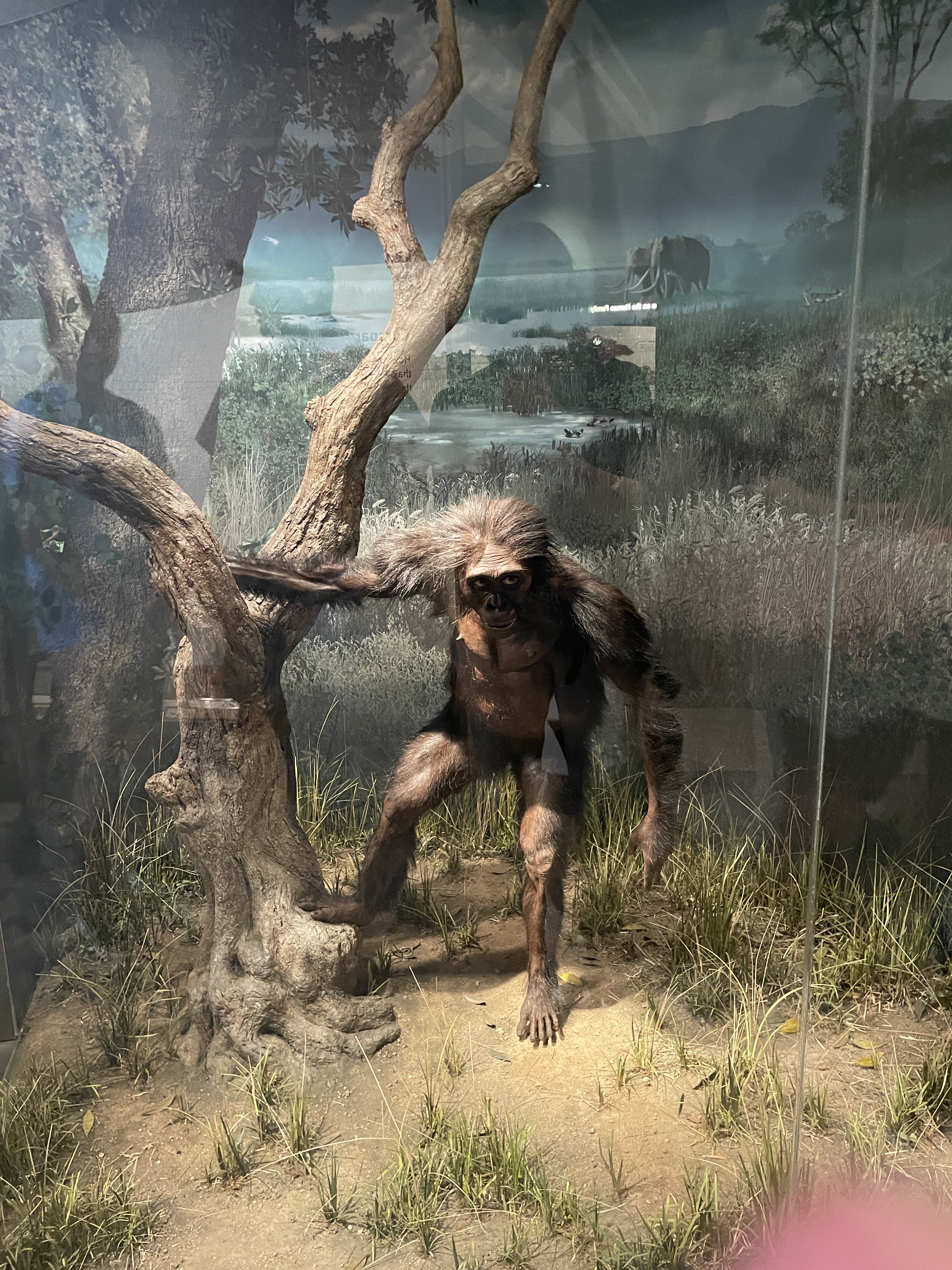 Human Origin Exhibit in the Natural History Museum in Washington, D.C.