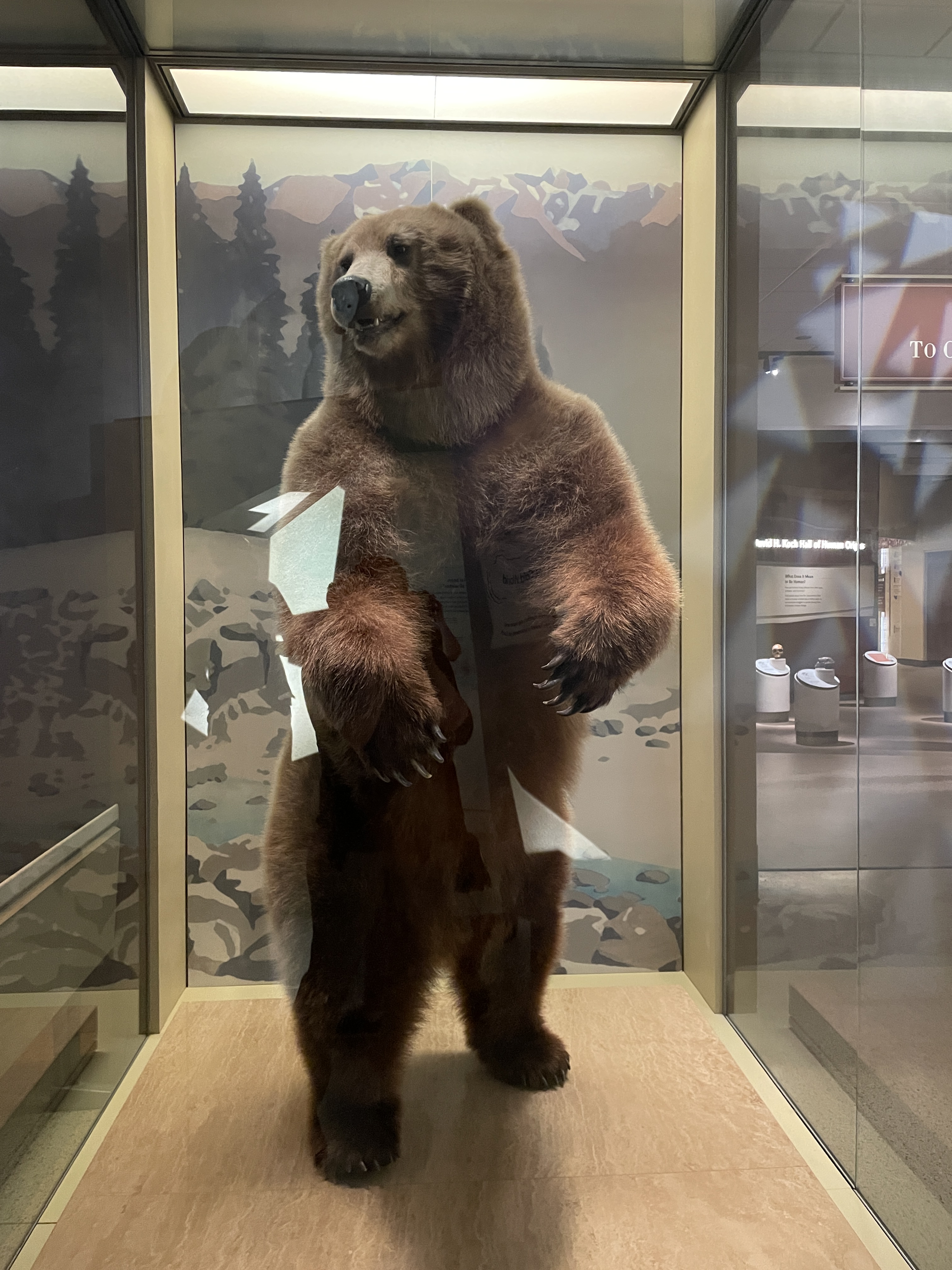 Bear at the Smithsonian National Museum of Natural History in Washington, D.C.