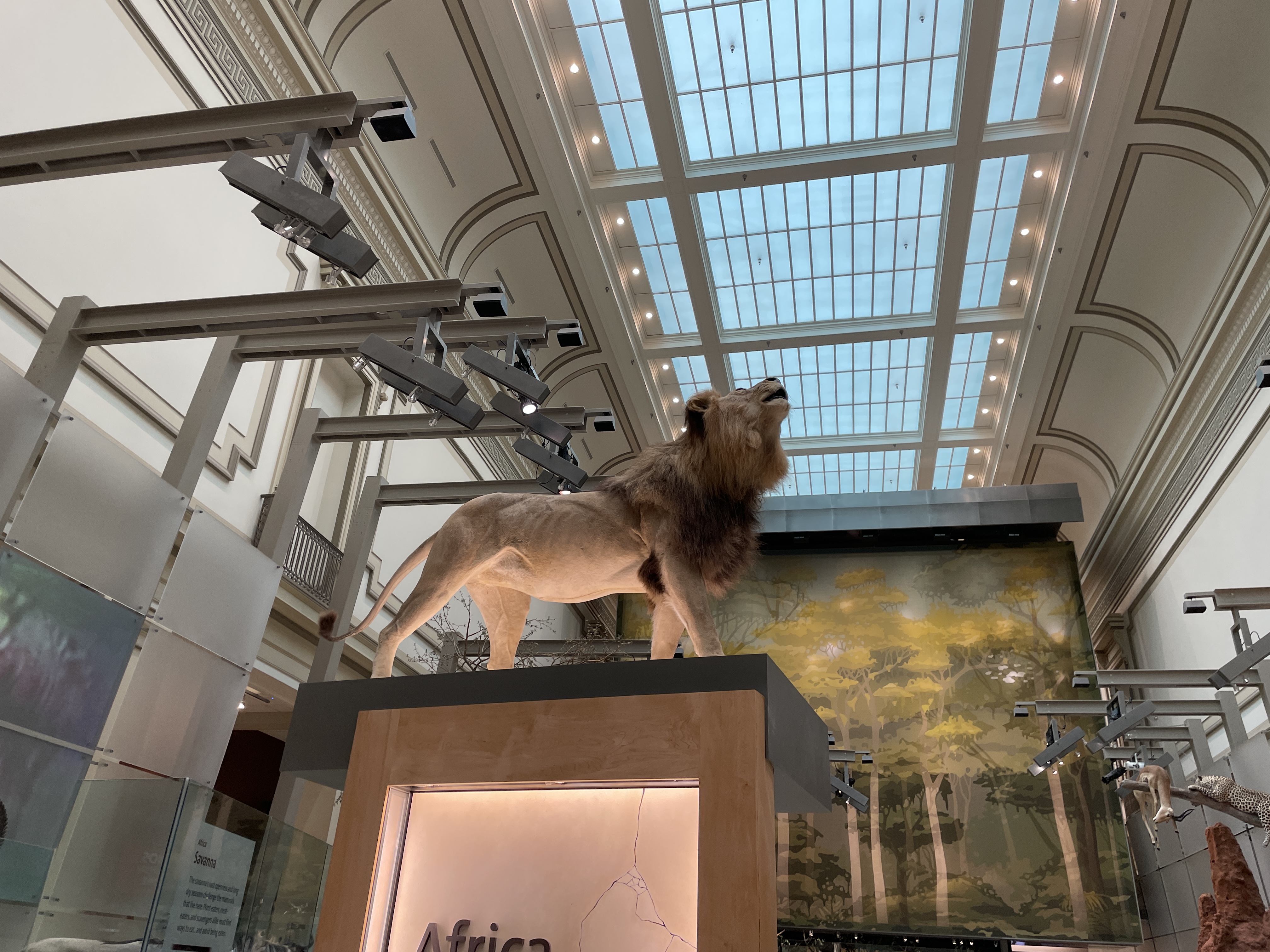 Lion at the Smithsonian National Museum of Natural History in Washington, D.C.