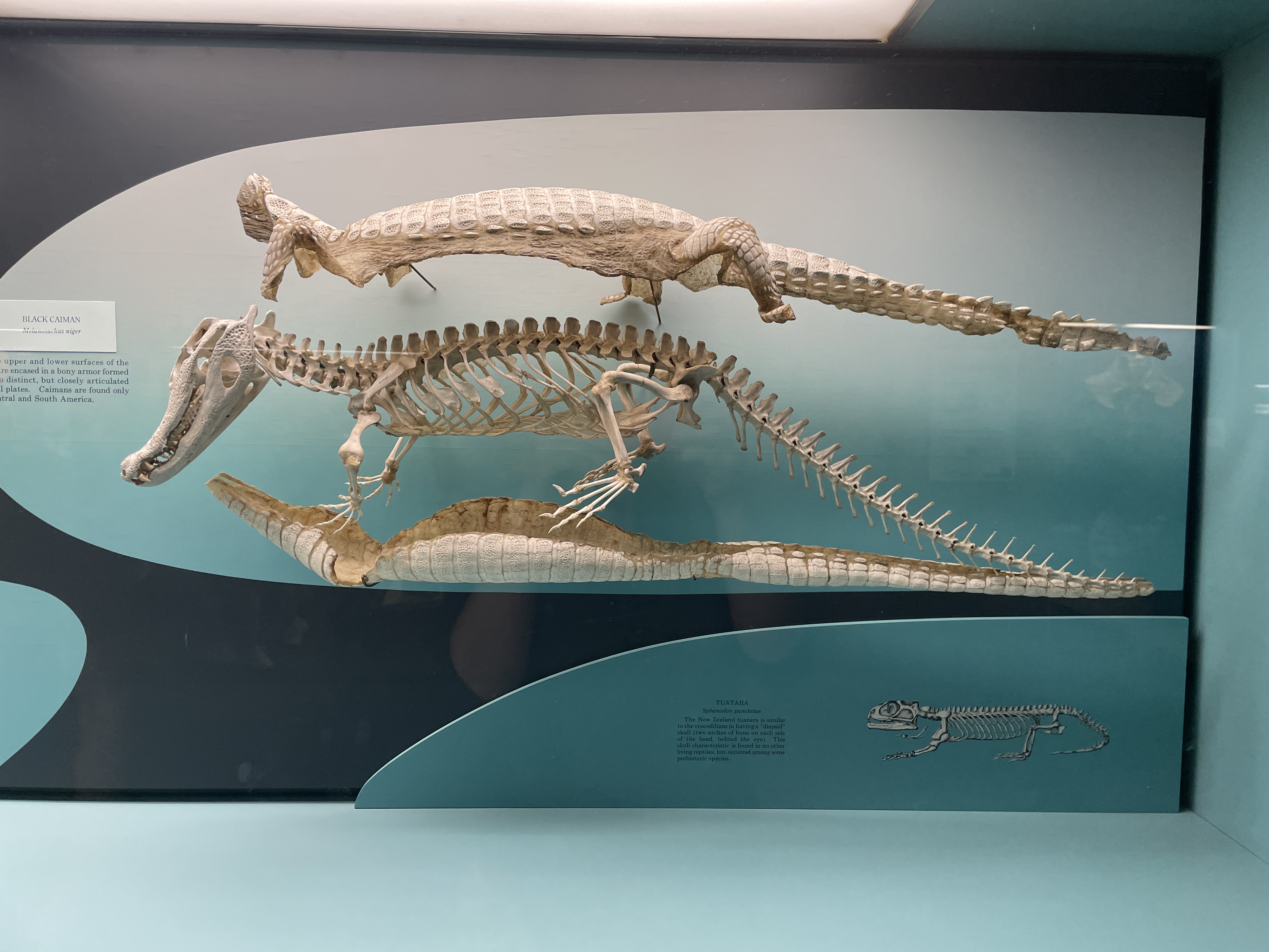 Skeleton at the Smithsonian National Museum of Natural History in Washington, D.C.