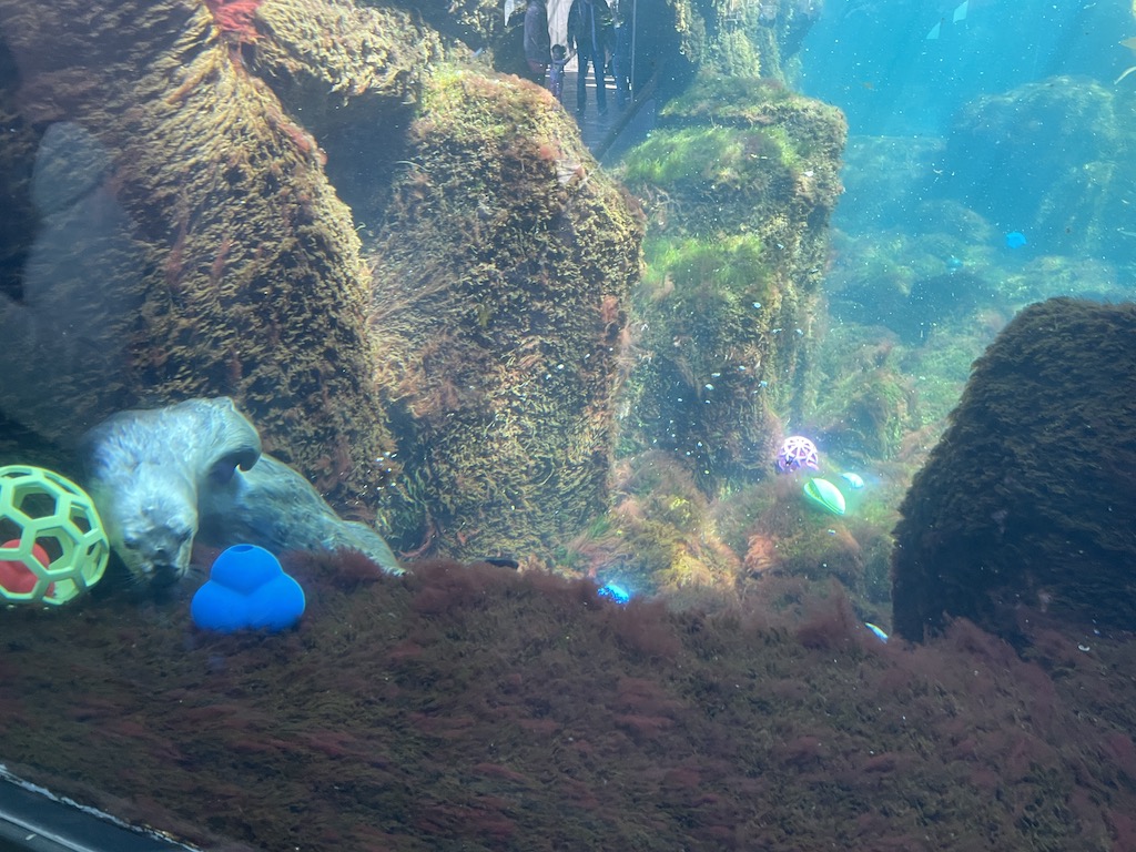 Sea otter in the Monterey Bay Aquarium in Northern California.