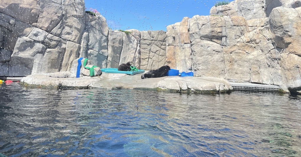 Fish in the Monterey Bay Aquarium in Northern California.
