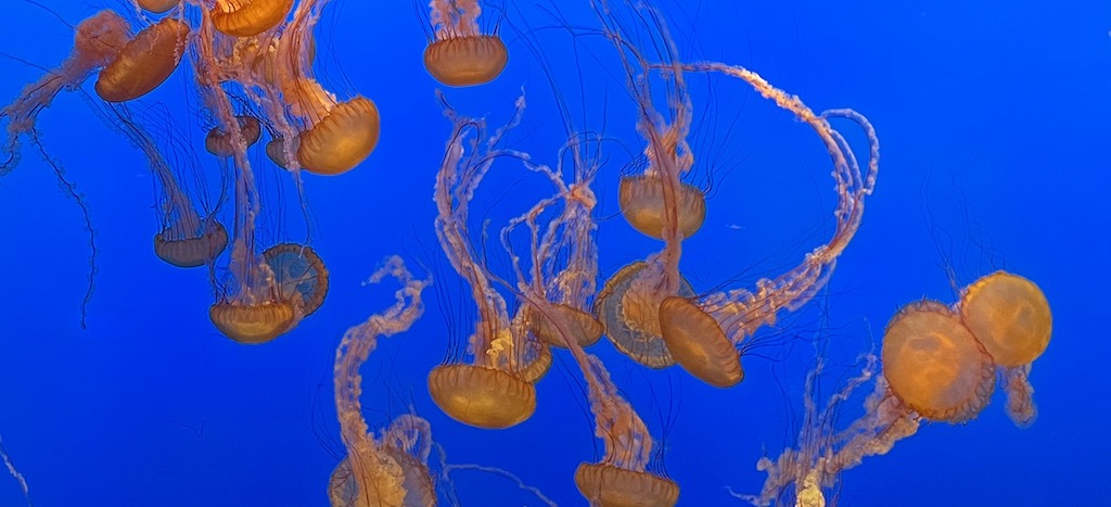 Vibrant jellyfish in the Monterey Bay Aquarium in Northern California.