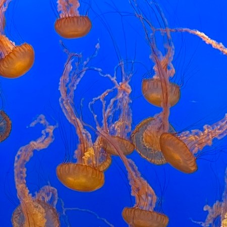 Vibrant jellyfish in the Monterey Bay Aquarium in Northern California.