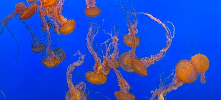 Monterey Bay Aquarium