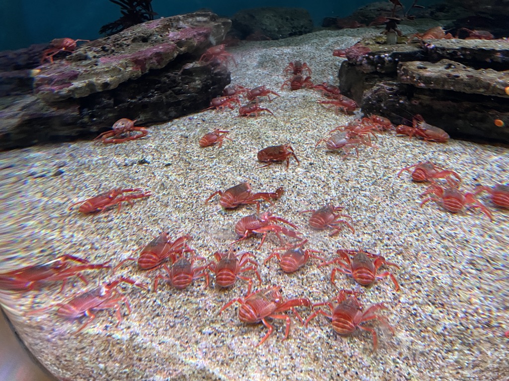Crab in the Monterey Bay Aquarium in Northern California.