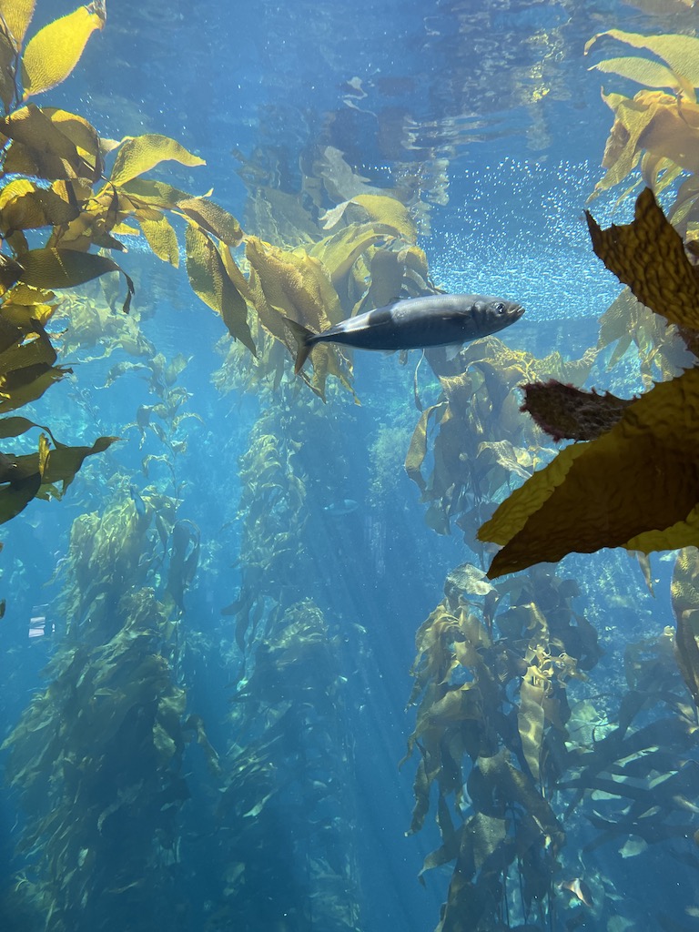 Fish in the Monterey Bay Aquarium in Northern California.