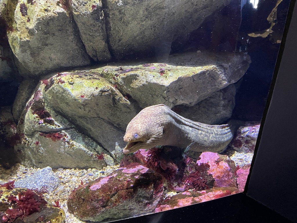 Eel in the Monterey Bay Aquarium in Northern California.