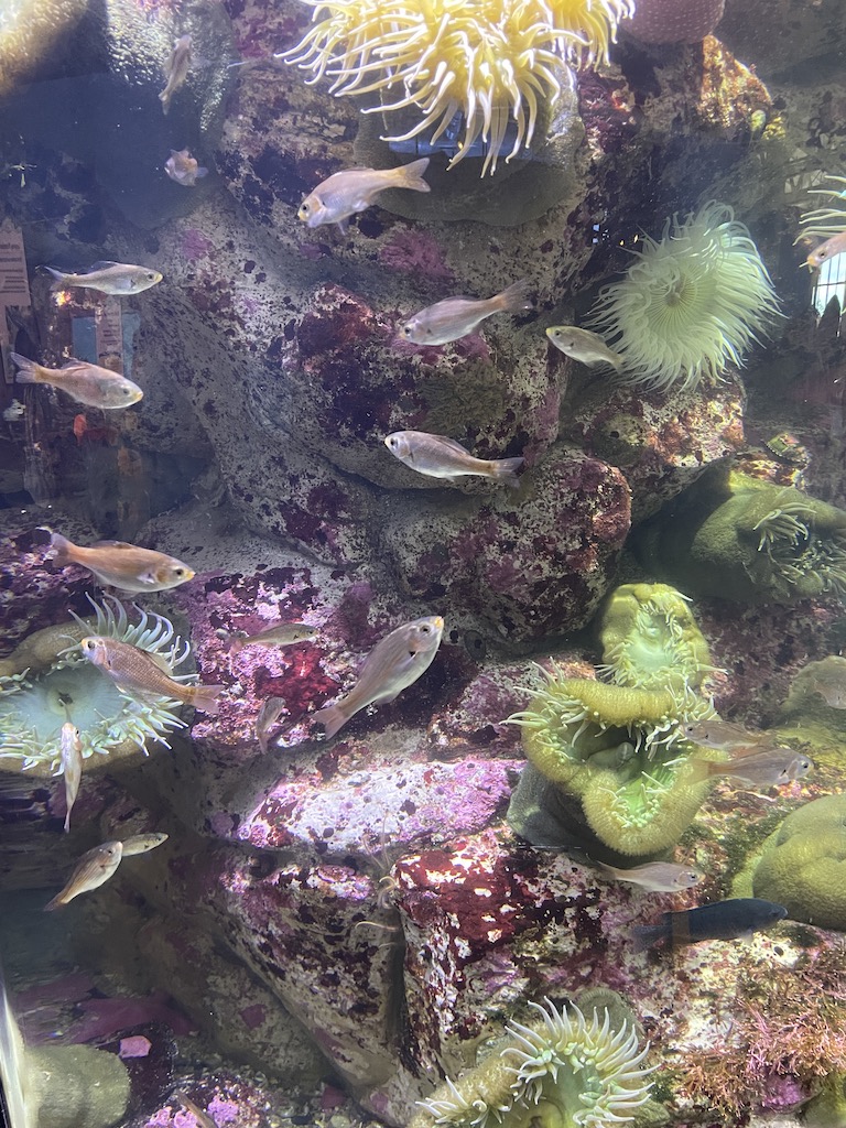 Anemone and fish in the Monterey Bay Aquarium in Northern California.