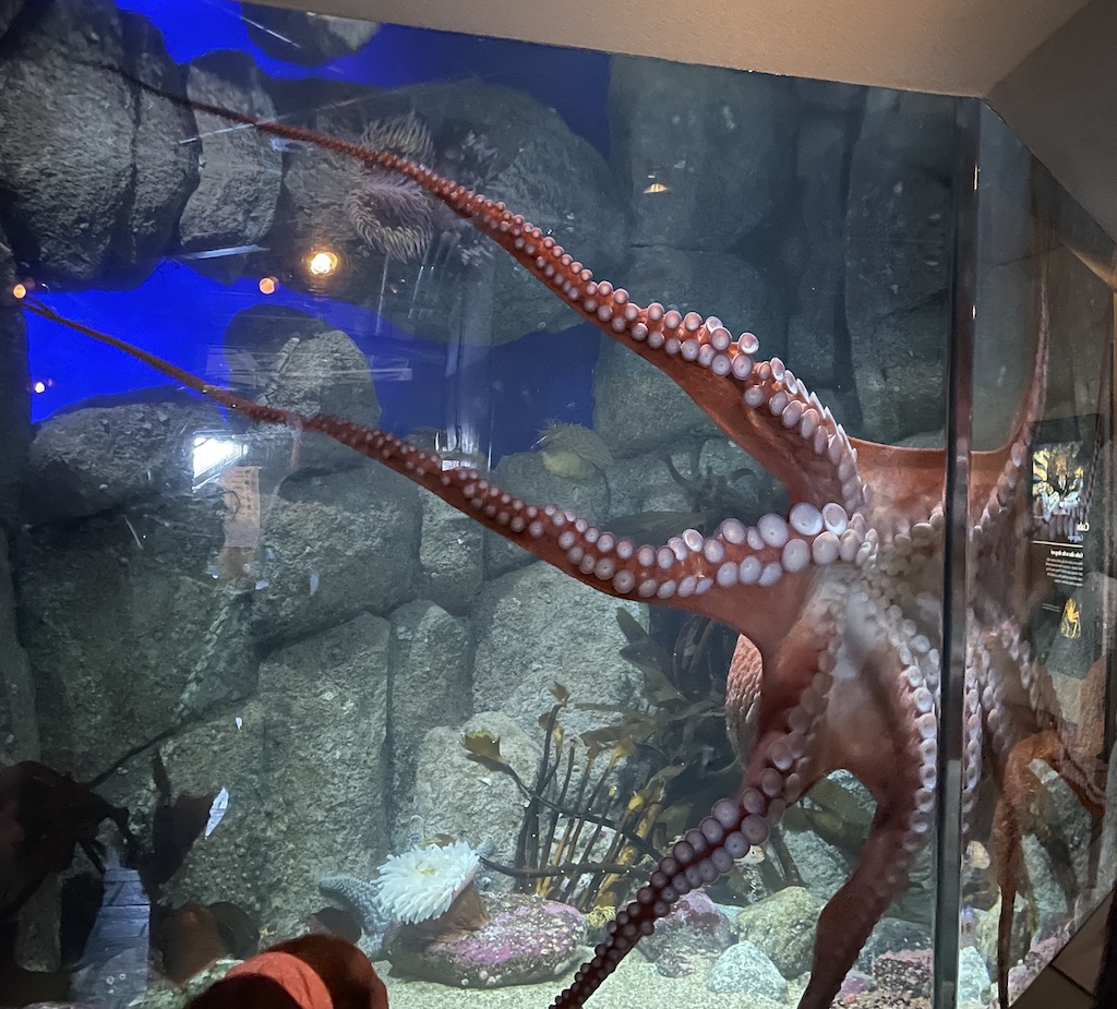 Octopus in the Monterey Bay Aquarium in Northern California.