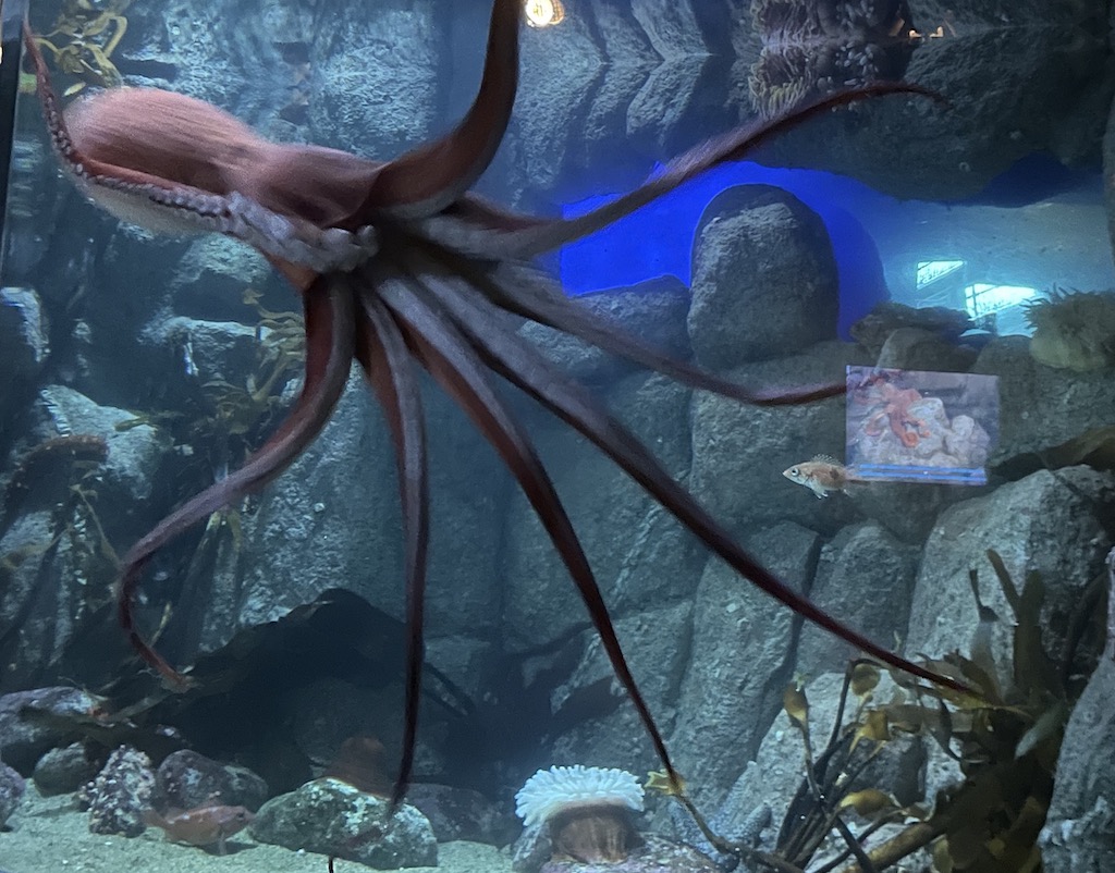 Fish in the Monterey Bay Aquarium in Northern California.