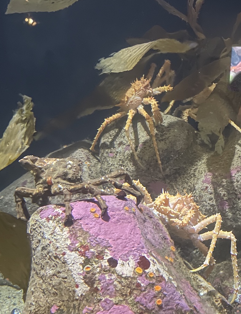 Crab in the Monterey Bay Aquarium in Northern California.