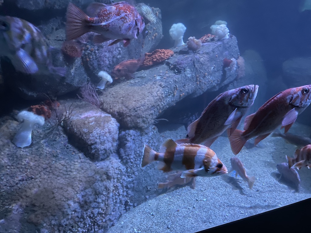 Fish in the Monterey Bay Aquarium in Northern California.
