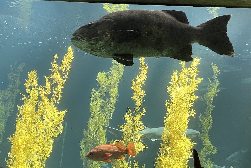 Fish in the Monterey Bay Aquarium in Northern California.