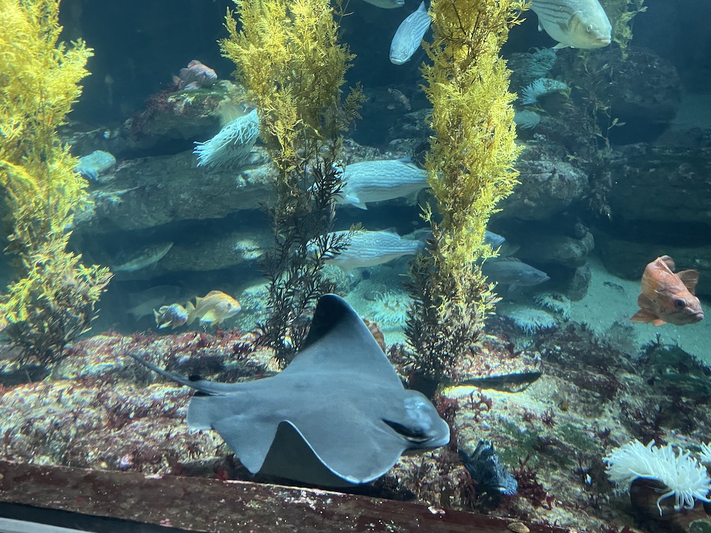 Ray and fish in the Monterey Bay Aquarium in Northern California.