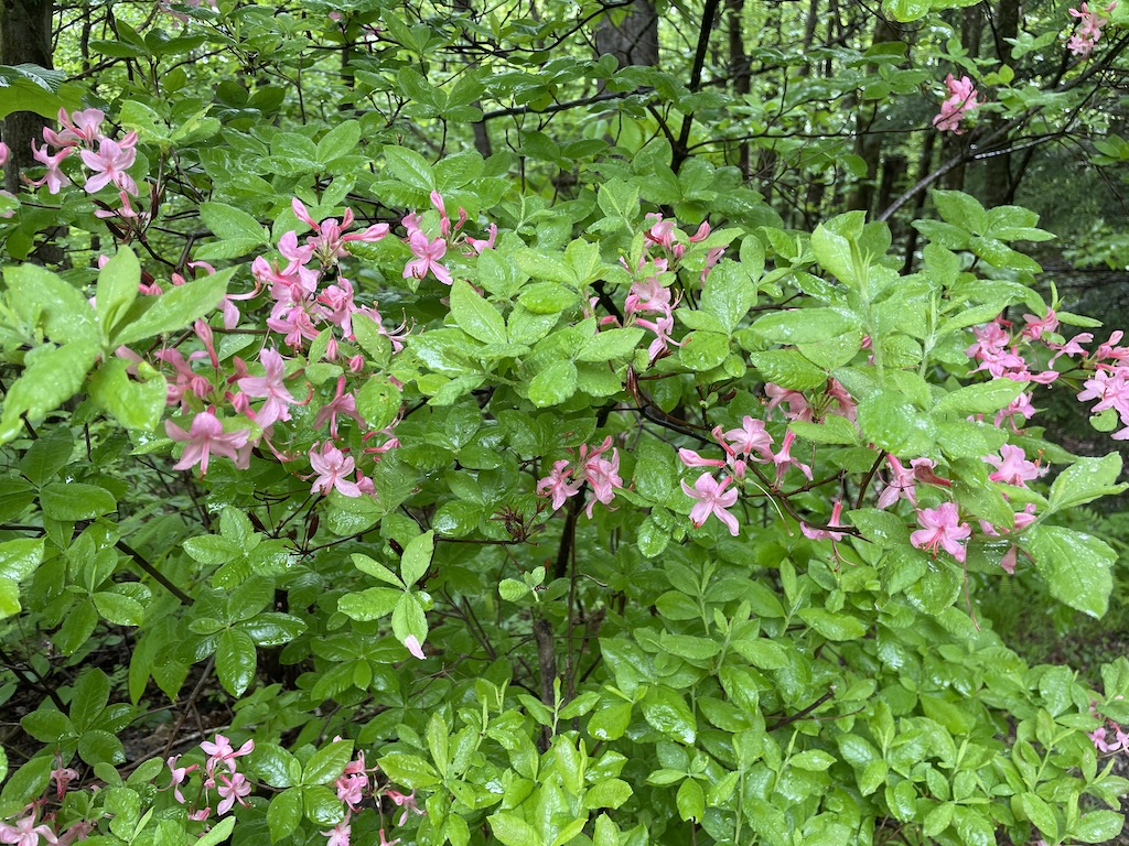Flowers at Wachusett Mountain in Massachusetts.