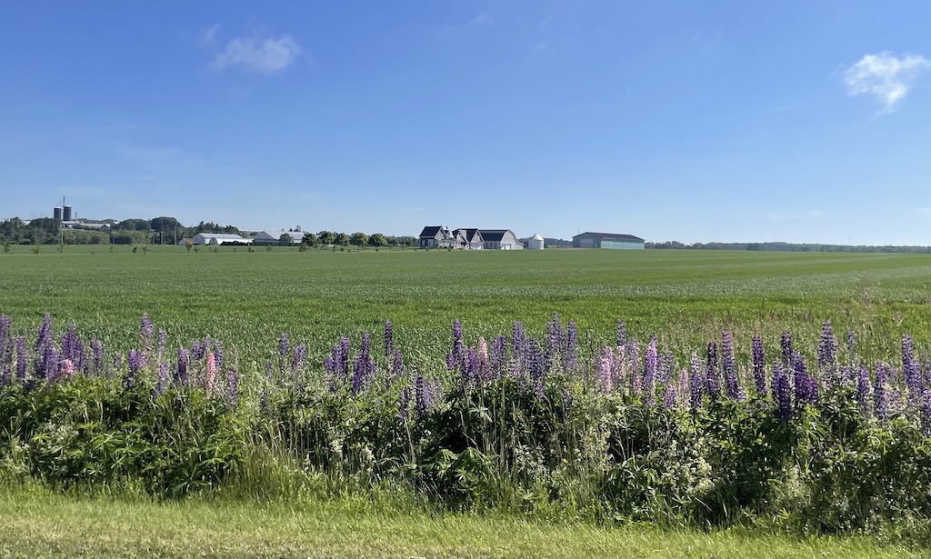 Flowers and farm on Prince Edward Island, Canada.