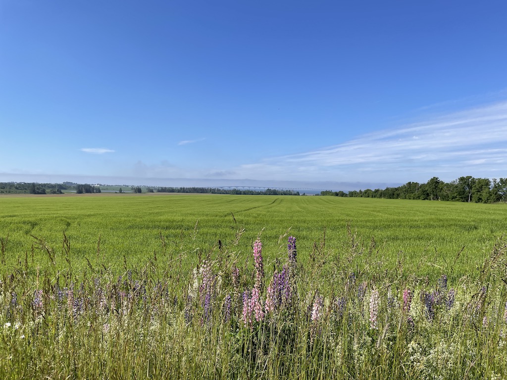 Flowers and a farm on Prince Edward Island, Canada.