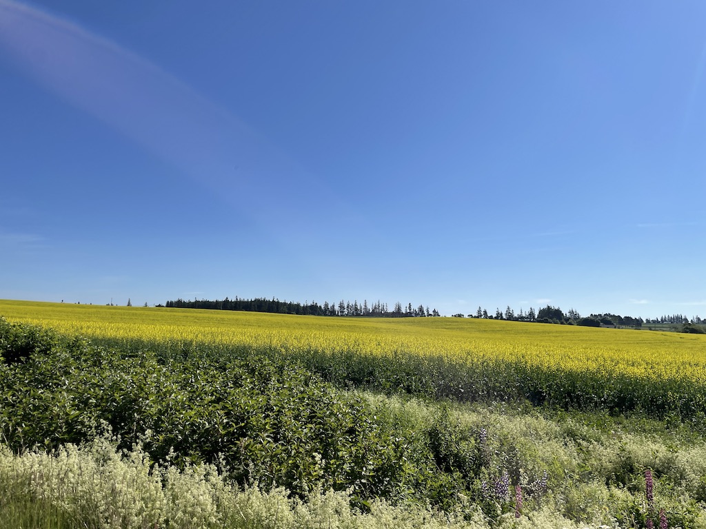 Scenery while driving across Prince Edward Island in Canada.