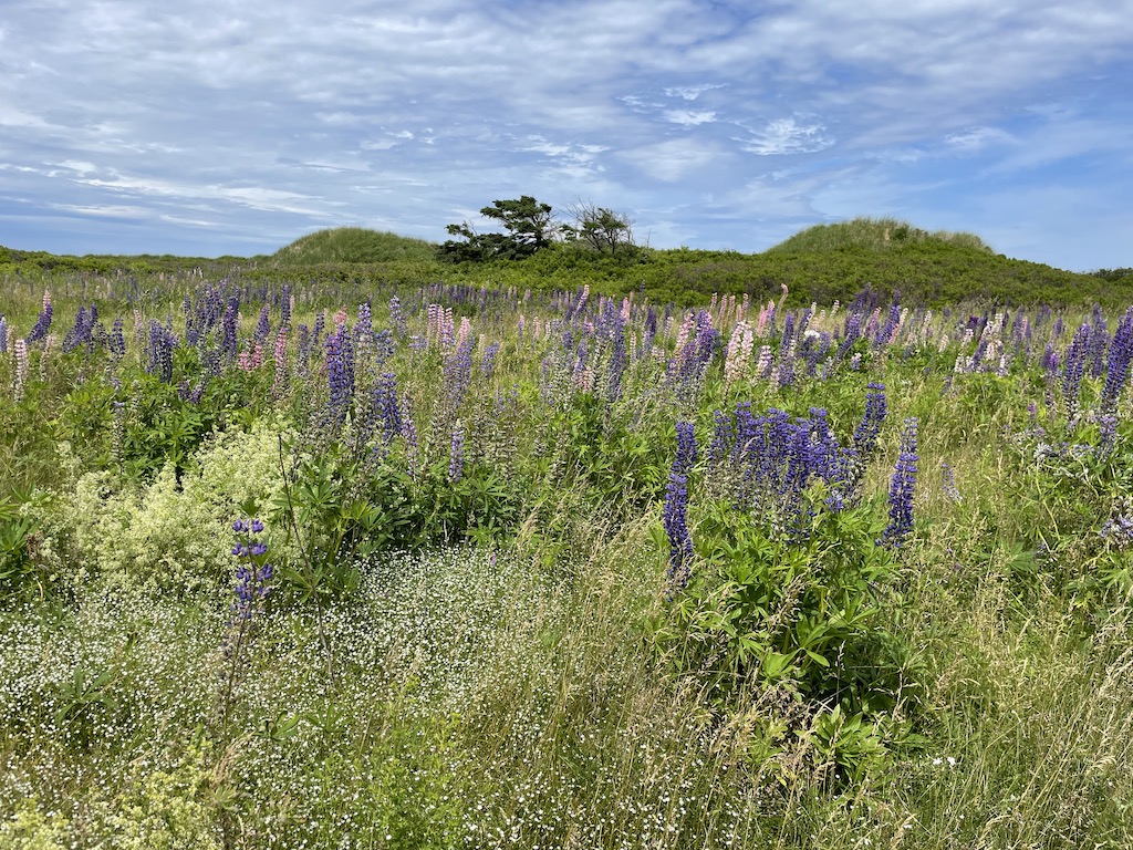 Flowers near Covehead Harbour Lighthouse on Prince Edward Island, Canada.