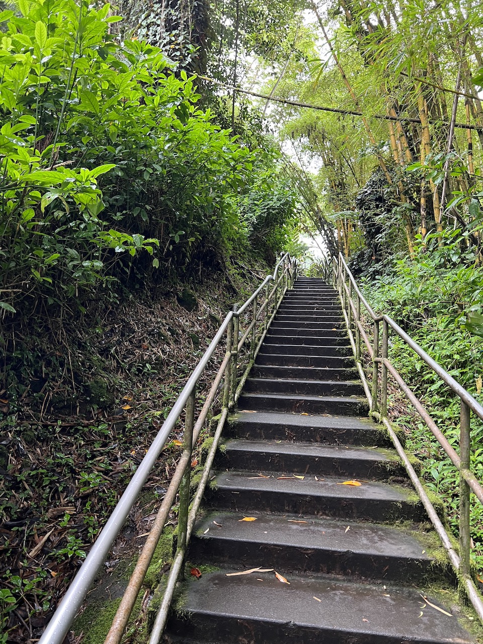 View of Akaka Falls on the Big Island of Hawaii.