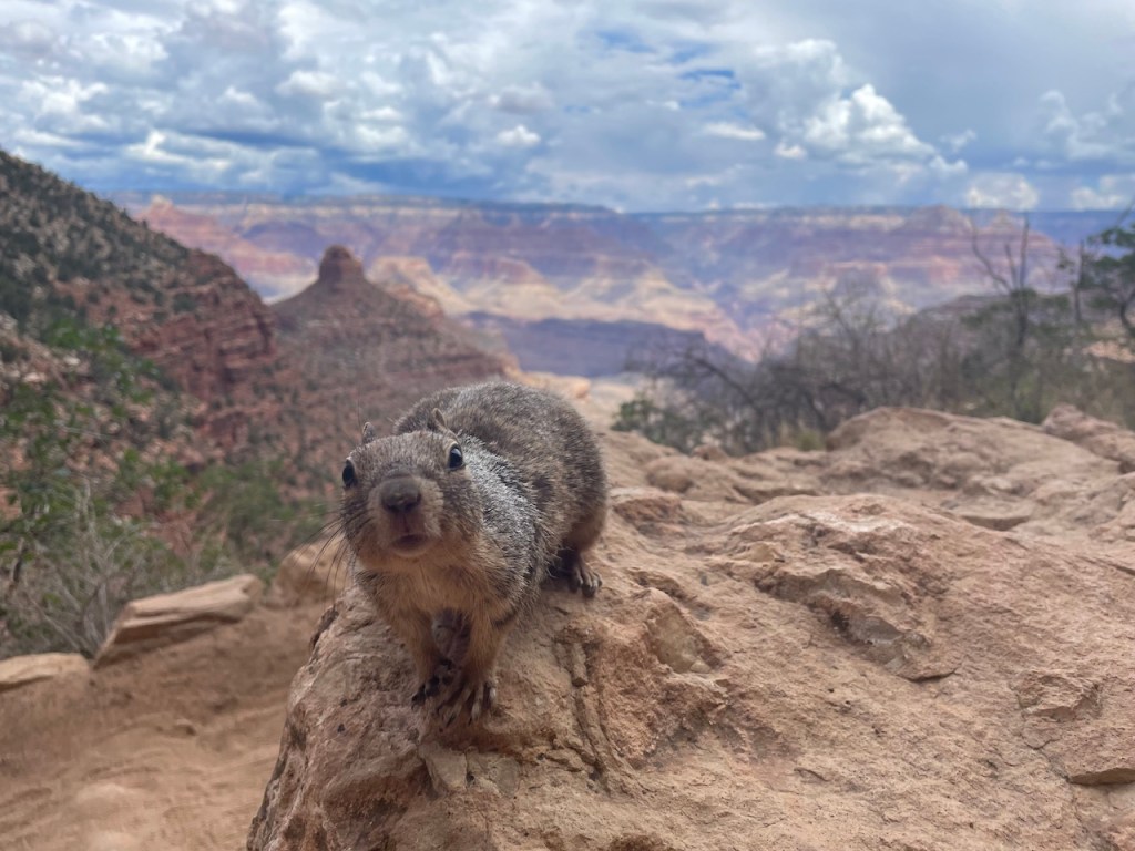 Squirrel on Bright Angel Trail in Grand Canyon National Park in Arizona