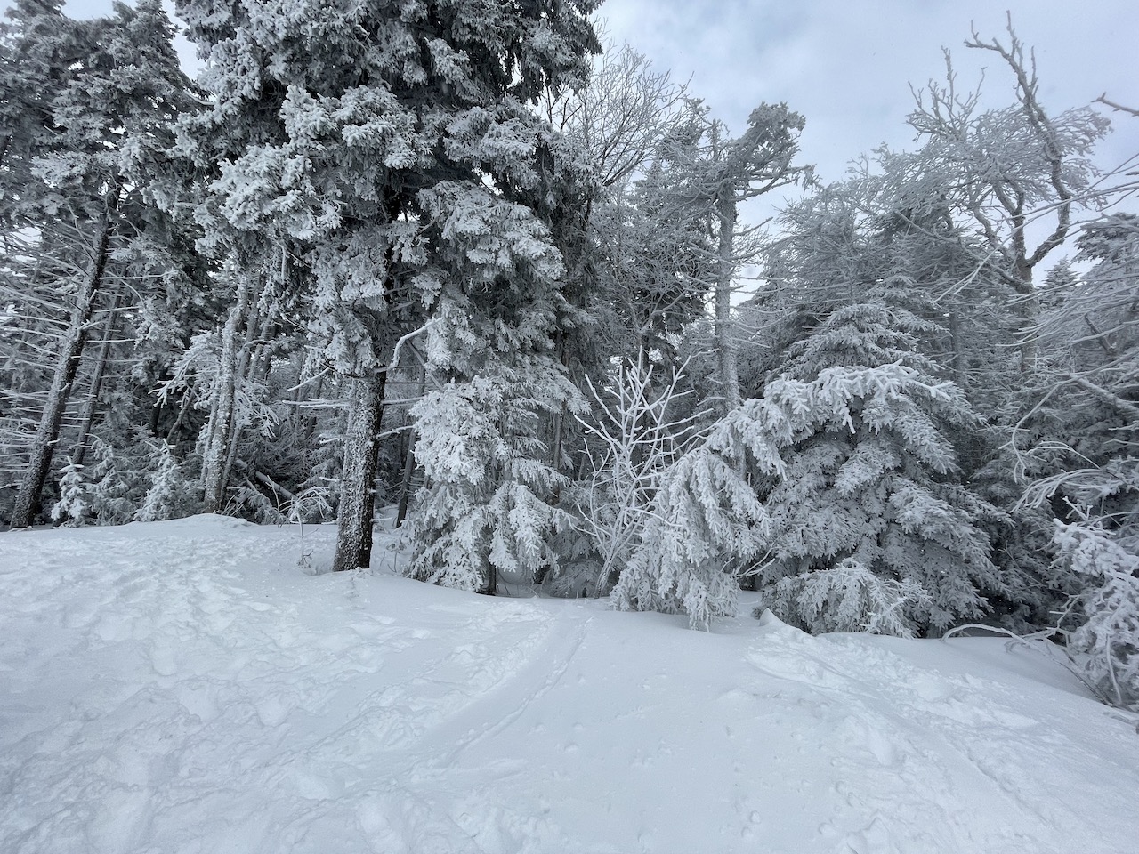 Forested area of Okemo Mountain Resort in Vermont.